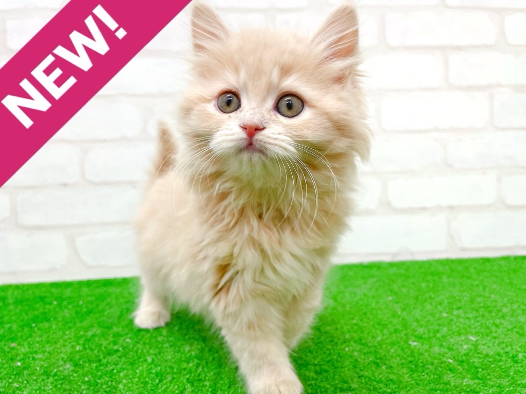 東京都のサイベリアン (かねだい立川店/2025年11月3日生まれ/女の子/クリームタビー)の子猫の1枚目の画像