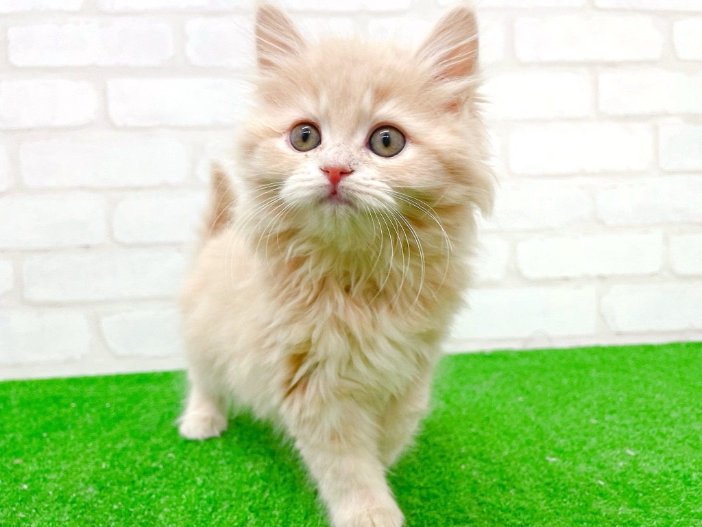 東京都のサイベリアン (かねだい立川店/2025年11月3日生まれ/女の子/クリームタビー)の子猫の2枚目の画像