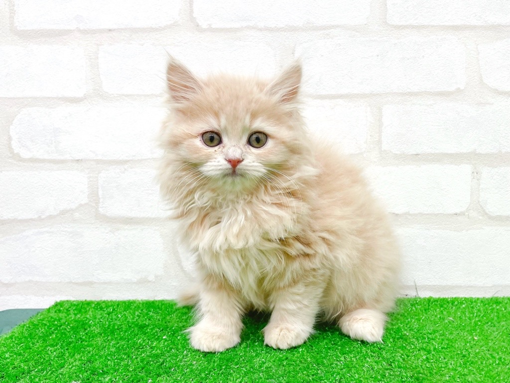 東京都のサイベリアン (かねだい立川店/2025年11月3日生まれ/女の子/クリームタビー)の子猫の3枚目の画像