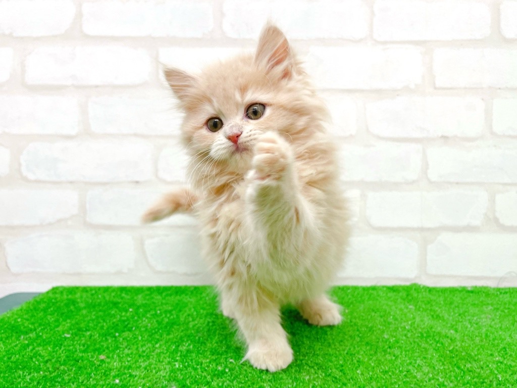 東京都のサイベリアン (かねだい立川店/2025年11月3日生まれ/女の子/クリームタビー)の子猫の4枚目の画像