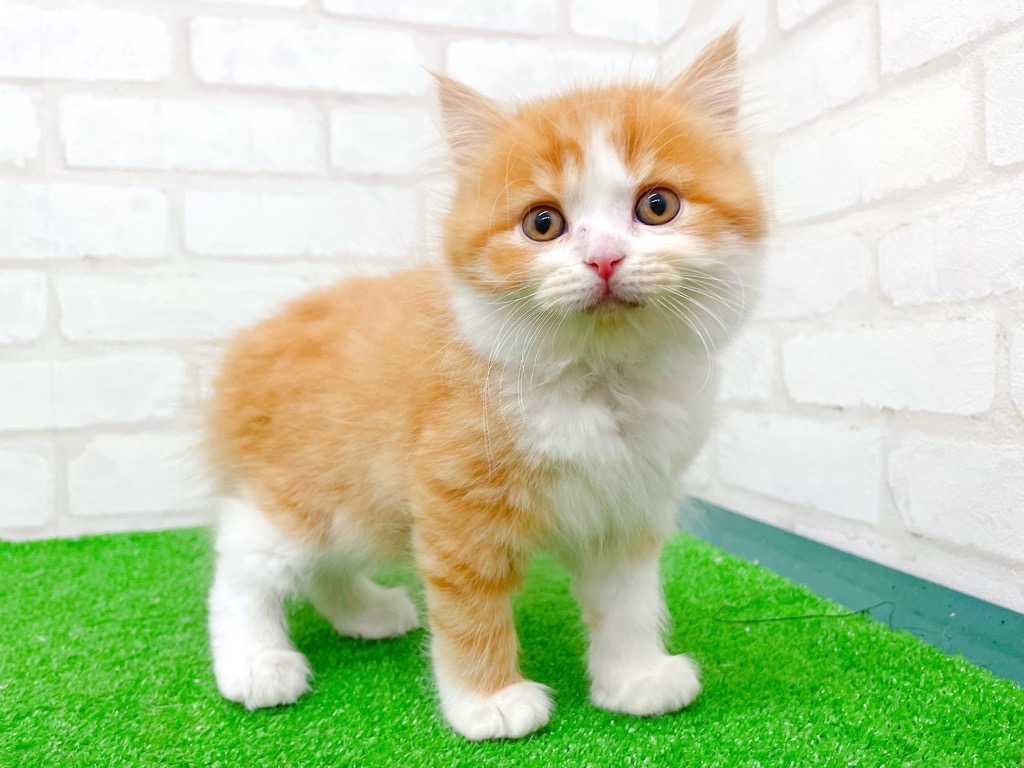 東京都のマンチカン (かねだい立川店/2025年11月8日生まれ/男の子/レッドタビーホワイト)の子猫の2枚目の画像