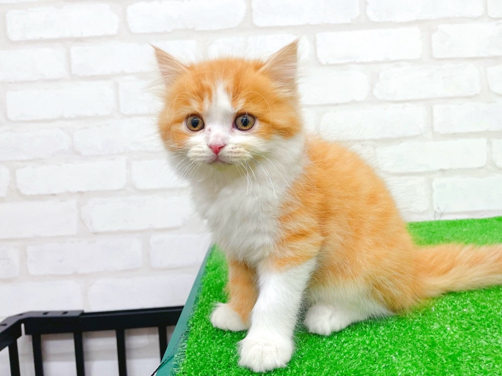 東京都のマンチカン (かねだい立川店/2025年11月8日生まれ/男の子/レッドタビーホワイト)の子猫の3枚目の画像