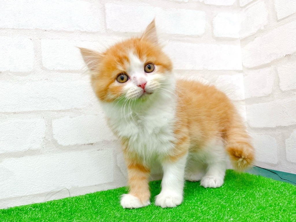 東京都のマンチカン (かねだい立川店/2025年11月8日生まれ/男の子/レッドタビーホワイト)の子猫の4枚目の画像