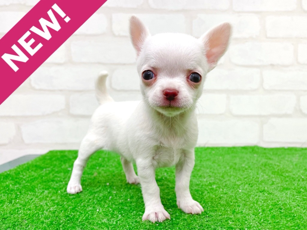 東京都のチワワ(スムース) (かねだい立川店/2025年11月8日生まれ/女の子/ホワイト)の子犬の1枚目の画像