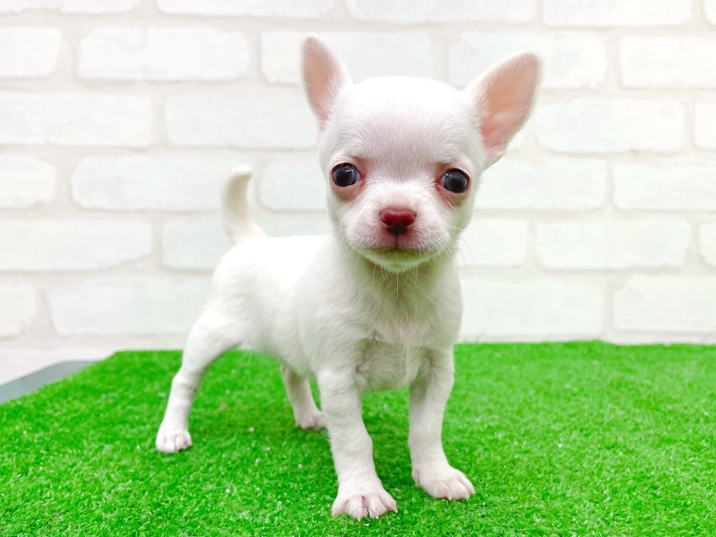 東京都のチワワ(スムース) (かねだい立川店/2025年11月8日生まれ/女の子/ホワイト)の子犬の2枚目の画像