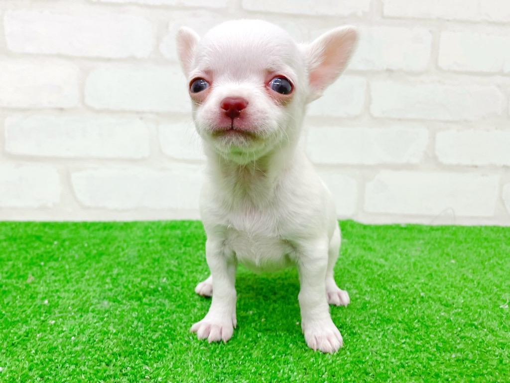 東京都のチワワ(スムース) (かねだい立川店/2025年11月8日生まれ/女の子/ホワイト)の子犬の3枚目の画像