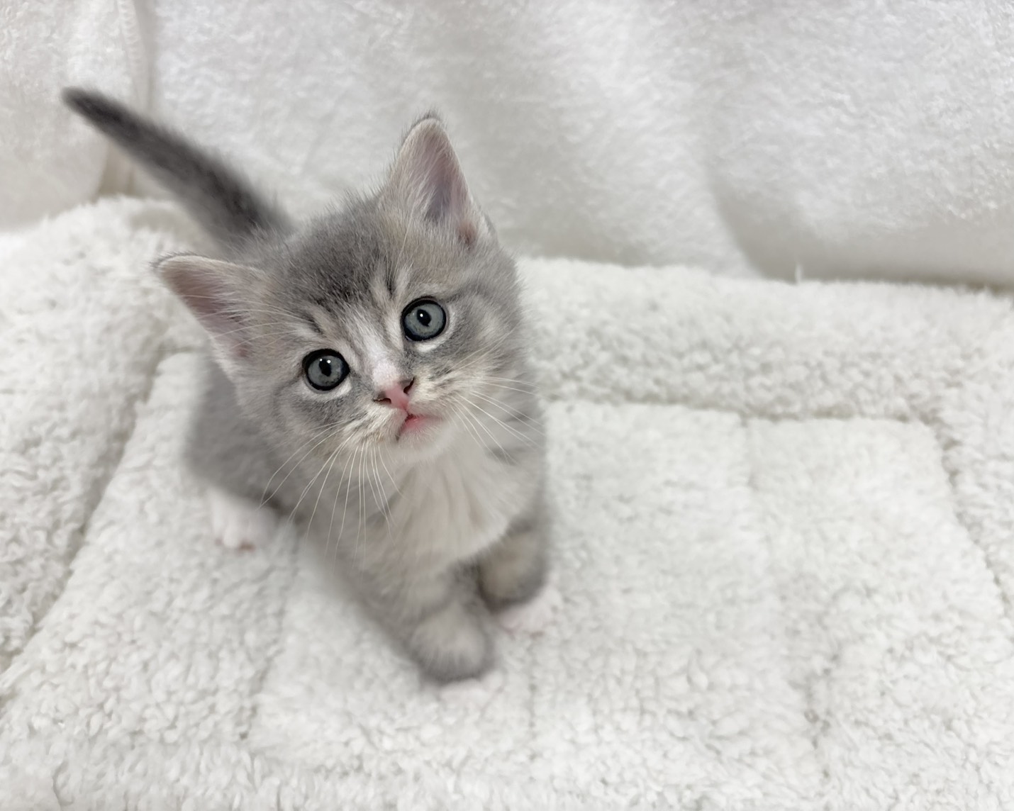 群馬県のサイベリアン×ロシアンブルー (かねだいペットトライアル桐生/2025年11月27日生まれ/女の子/ブラウンタビーホワイト)の子猫の2枚目の画像