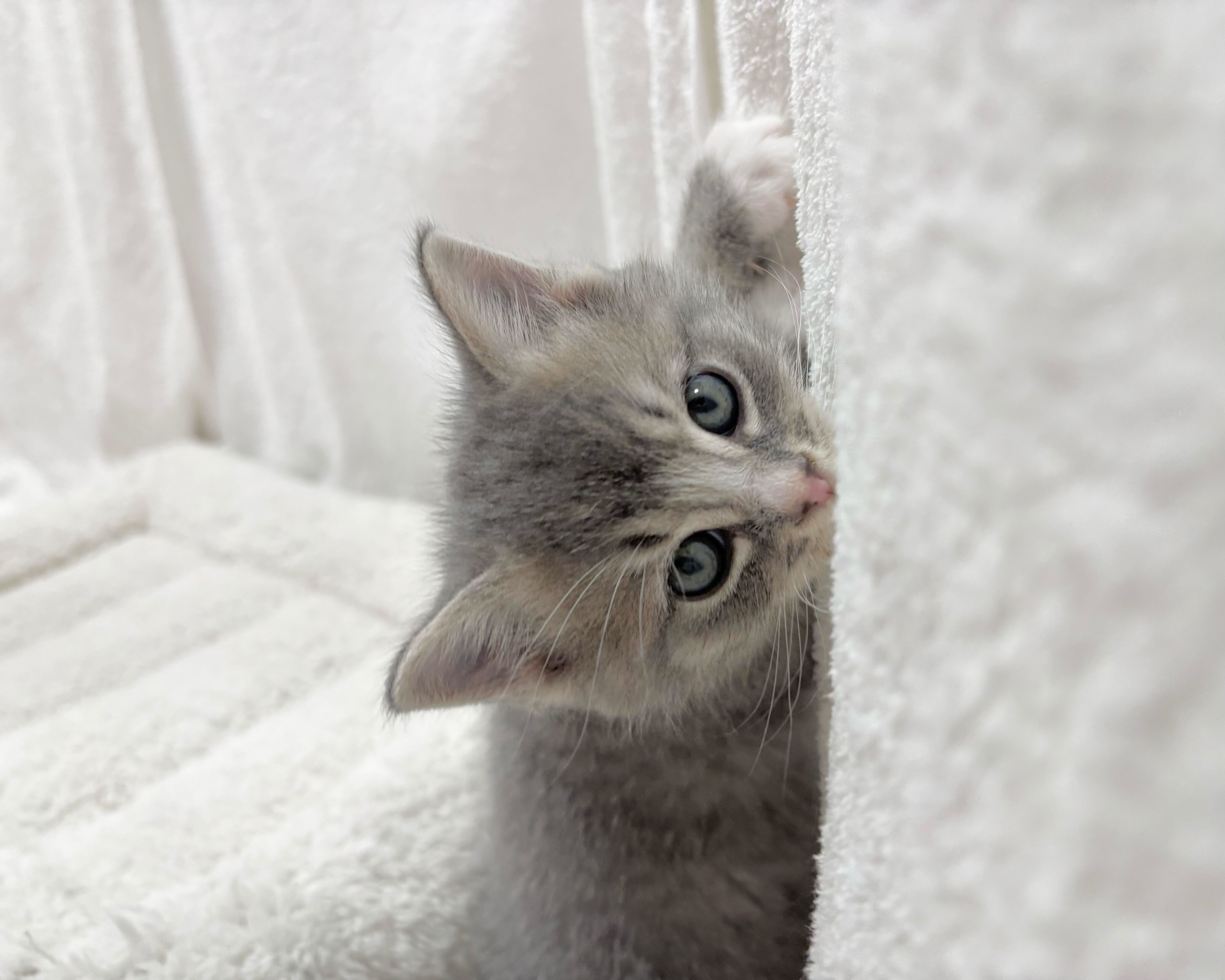 群馬県のサイベリアン×ロシアンブルー (かねだいペットトライアル桐生/2025年11月27日生まれ/女の子/ブラウンタビーホワイト)の子猫の4枚目の画像