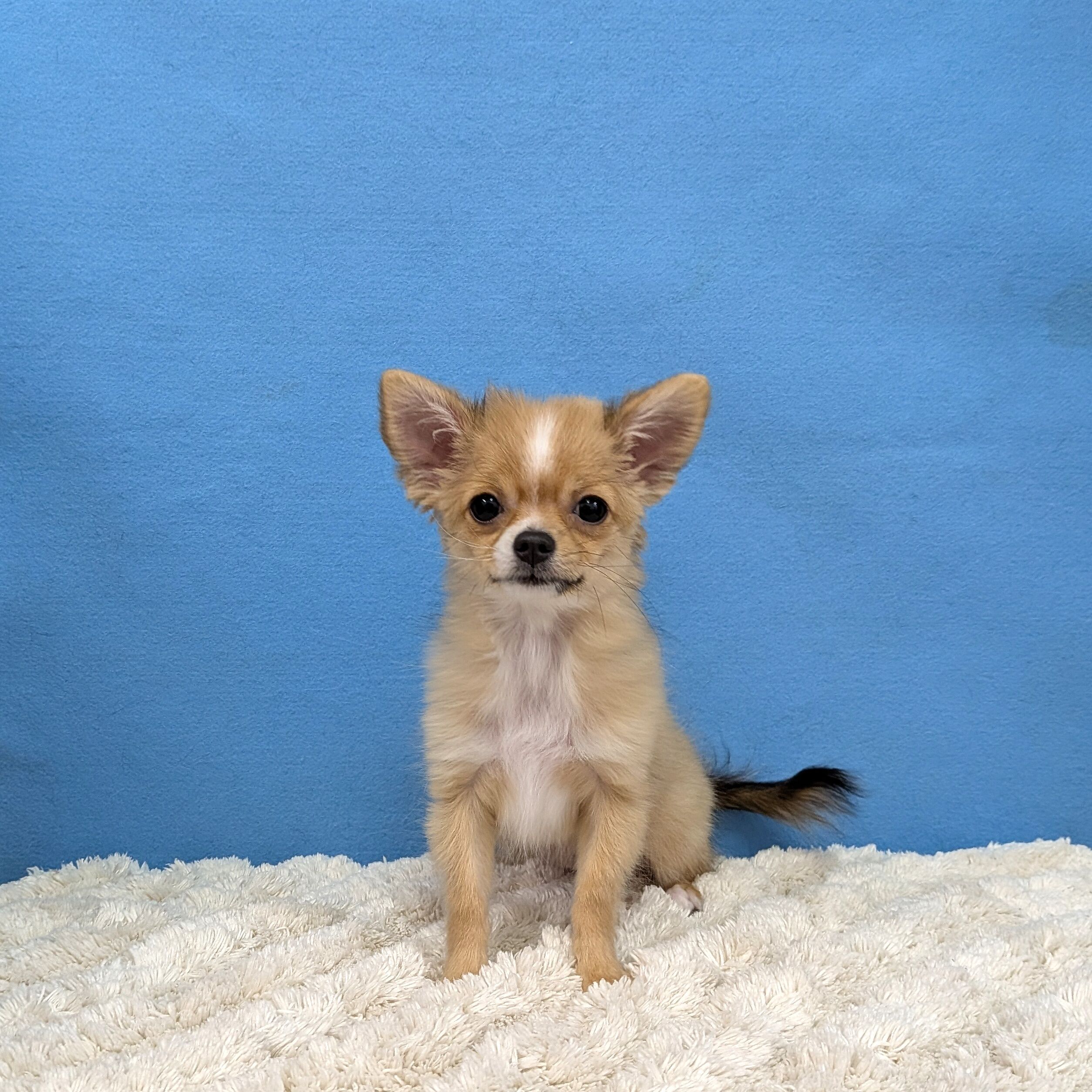 千葉県のチワワ(ロング) (かねだい四街道店/2025年8月30日生まれ/女の子/レッドホワイト)の子犬の1枚目の画像