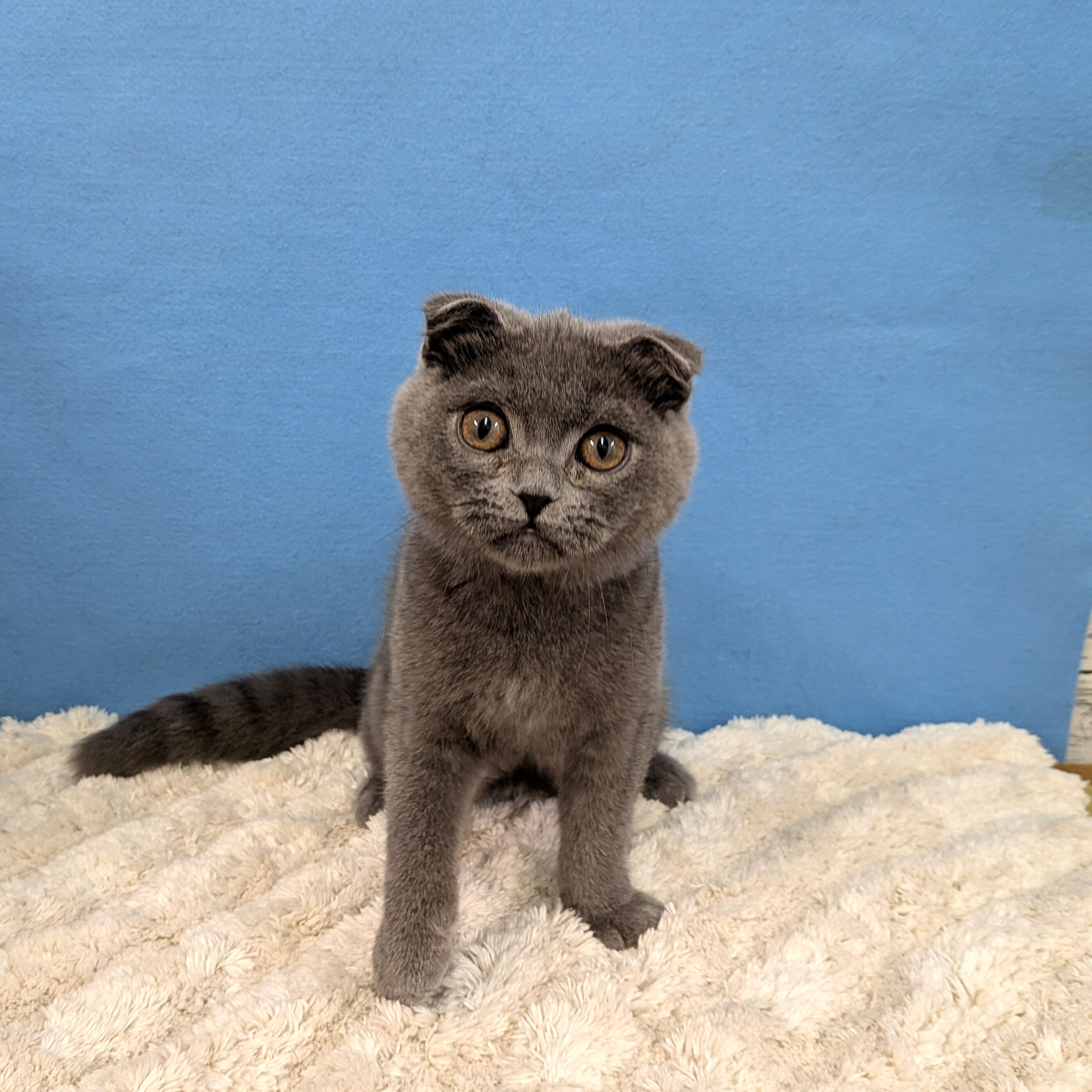 千葉県のスコティッシュフォールド (かねだい四街道店/2025年8月28日生まれ/男の子/ブルー)の子猫の1枚目の画像