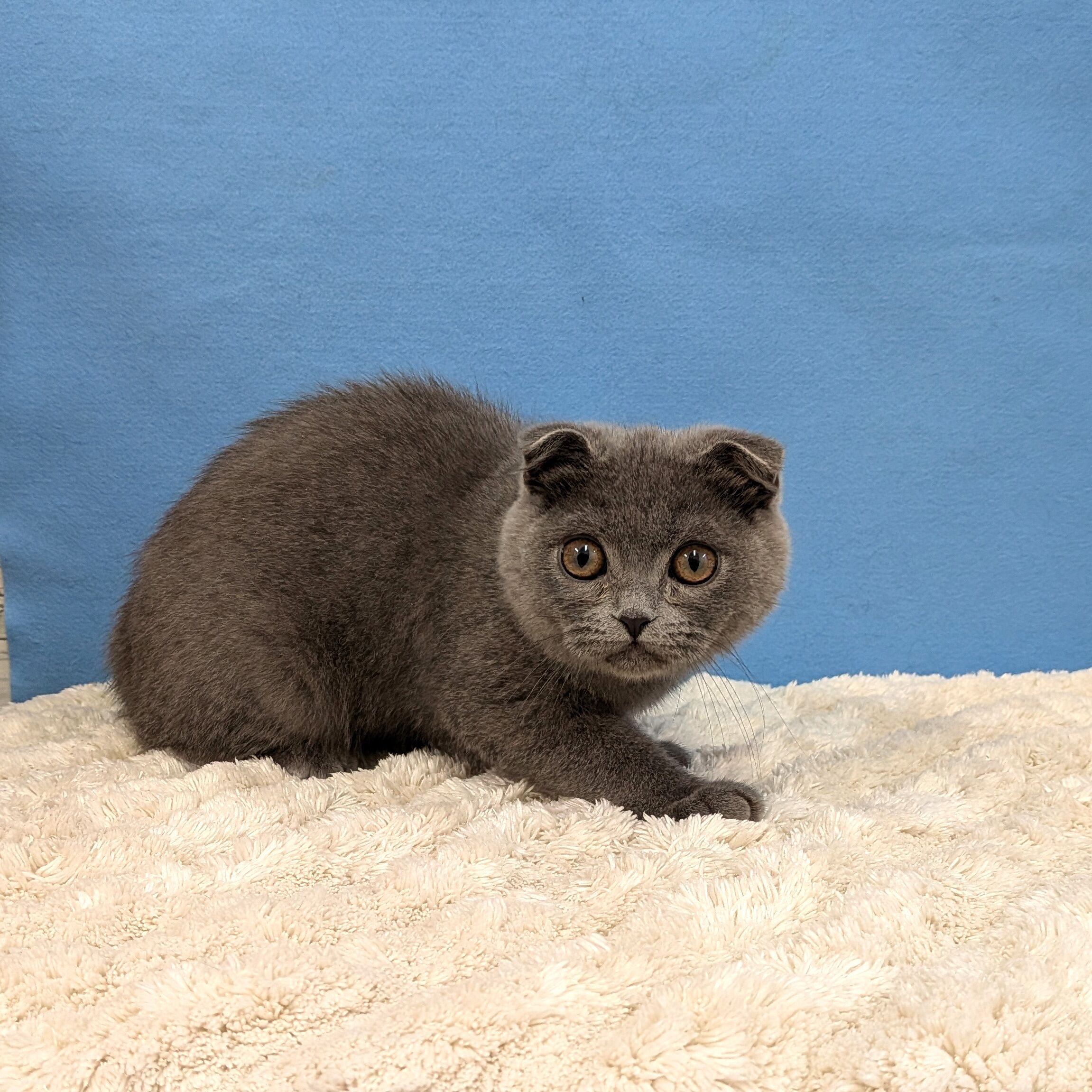 千葉県のスコティッシュフォールド (かねだい四街道店/2025年8月28日生まれ/男の子/ブルー)の子猫の2枚目の画像