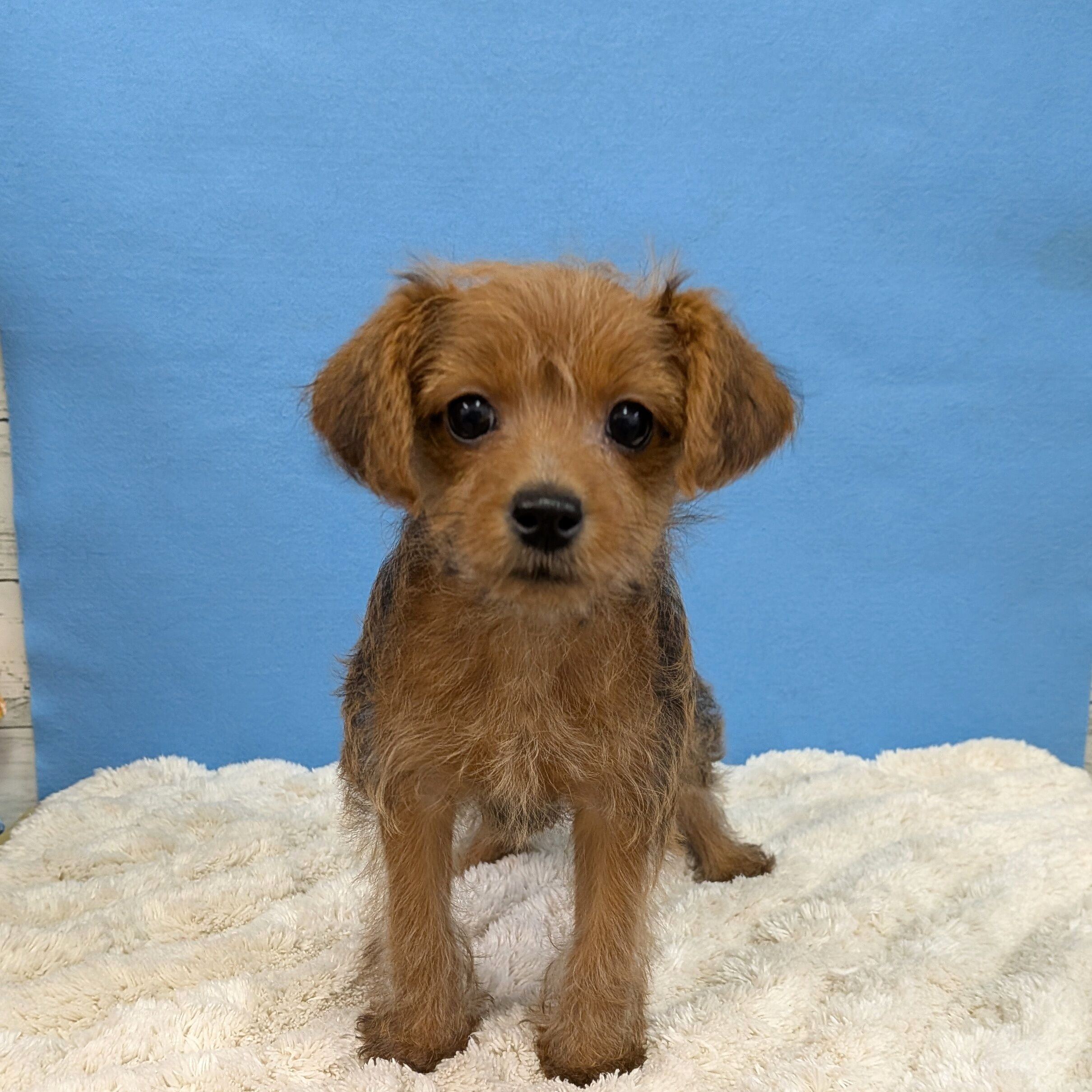 千葉県のハーフ犬・ミックス犬 (かねだい四街道店/2025年10月15日生まれ/女の子/レッド)の子犬の1枚目の画像