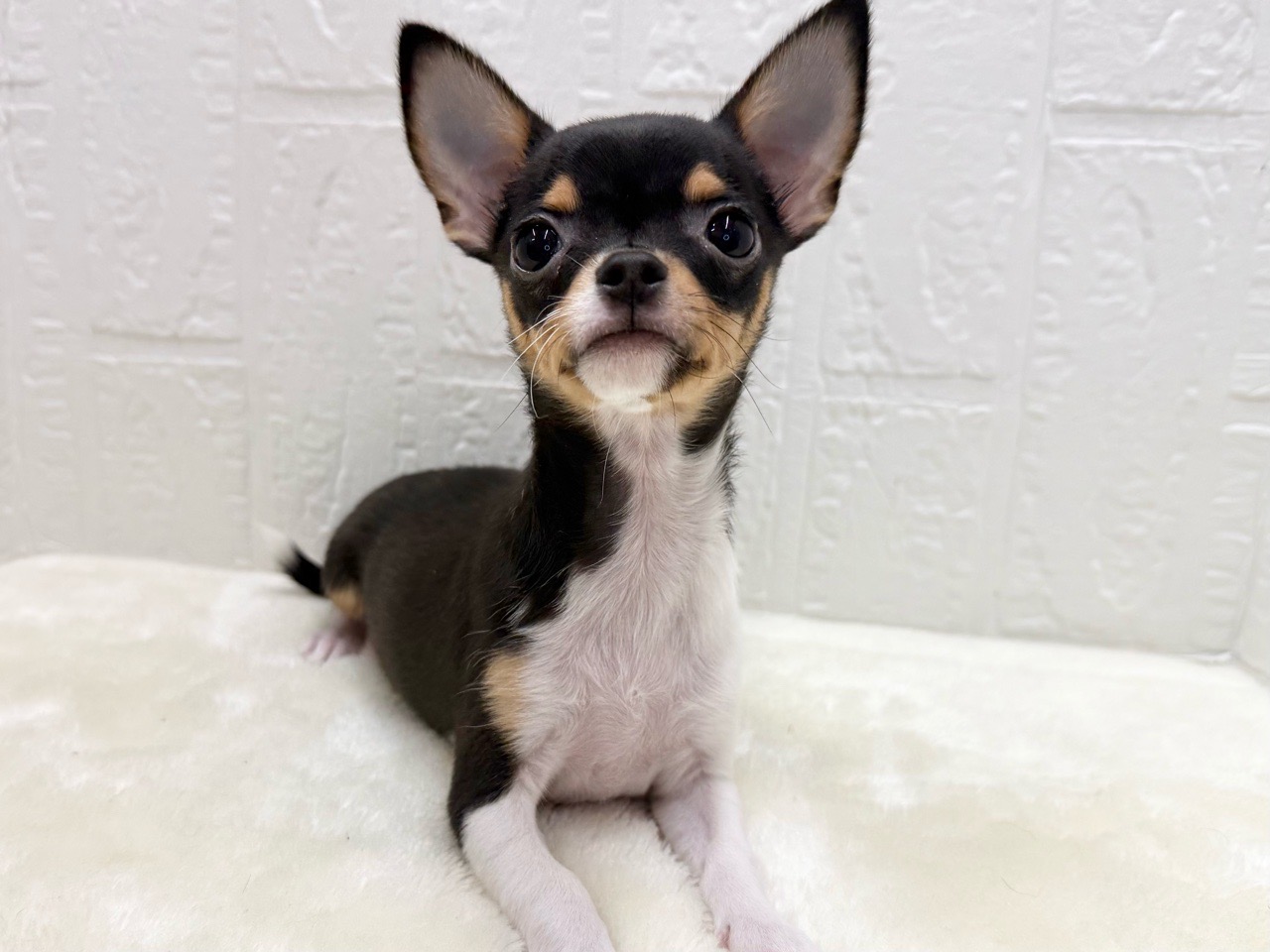 東京都のチワワ(スムース) (かねだい青梅店/2025年9月13日生まれ/女の子/ブラックタンホワイト)の子犬の1枚目の画像