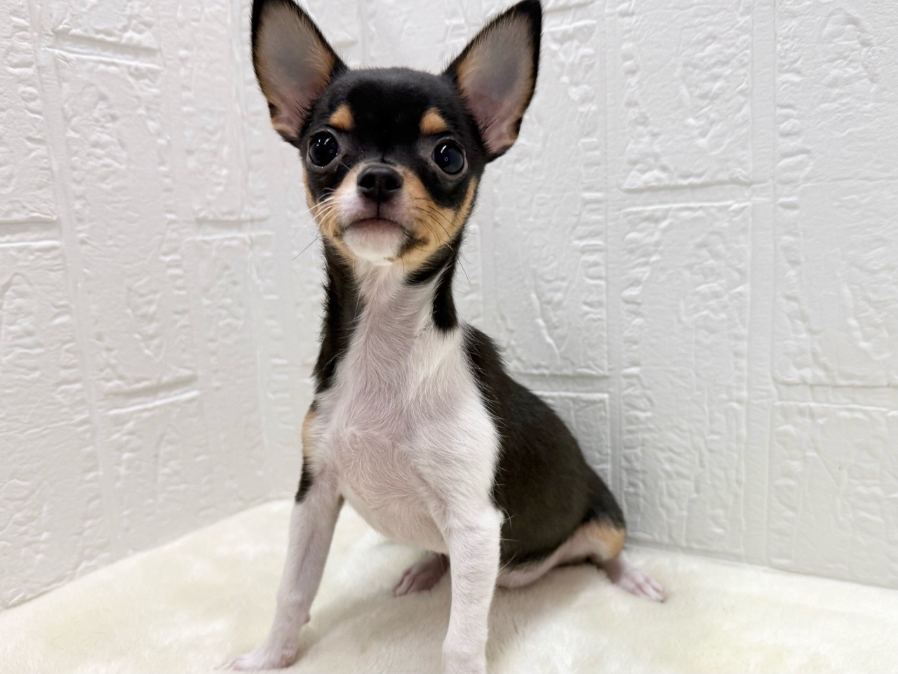 東京都のチワワ(スムース) (かねだい青梅店/2025年9月13日生まれ/女の子/ブラックタンホワイト)の子犬の3枚目の画像