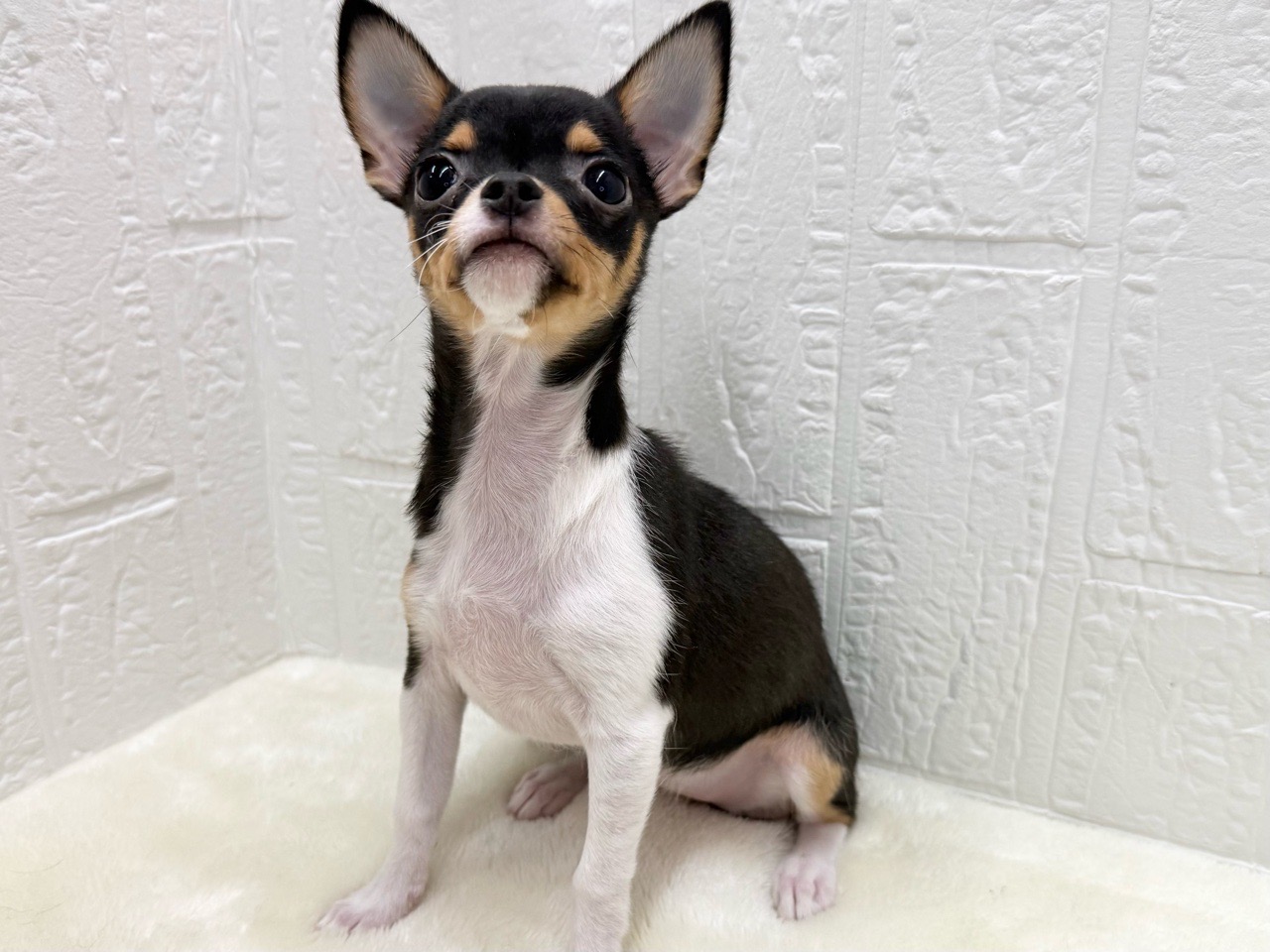 東京都のチワワ(スムース) (かねだい青梅店/2025年9月13日生まれ/女の子/ブラックタンホワイト)の子犬の4枚目の画像