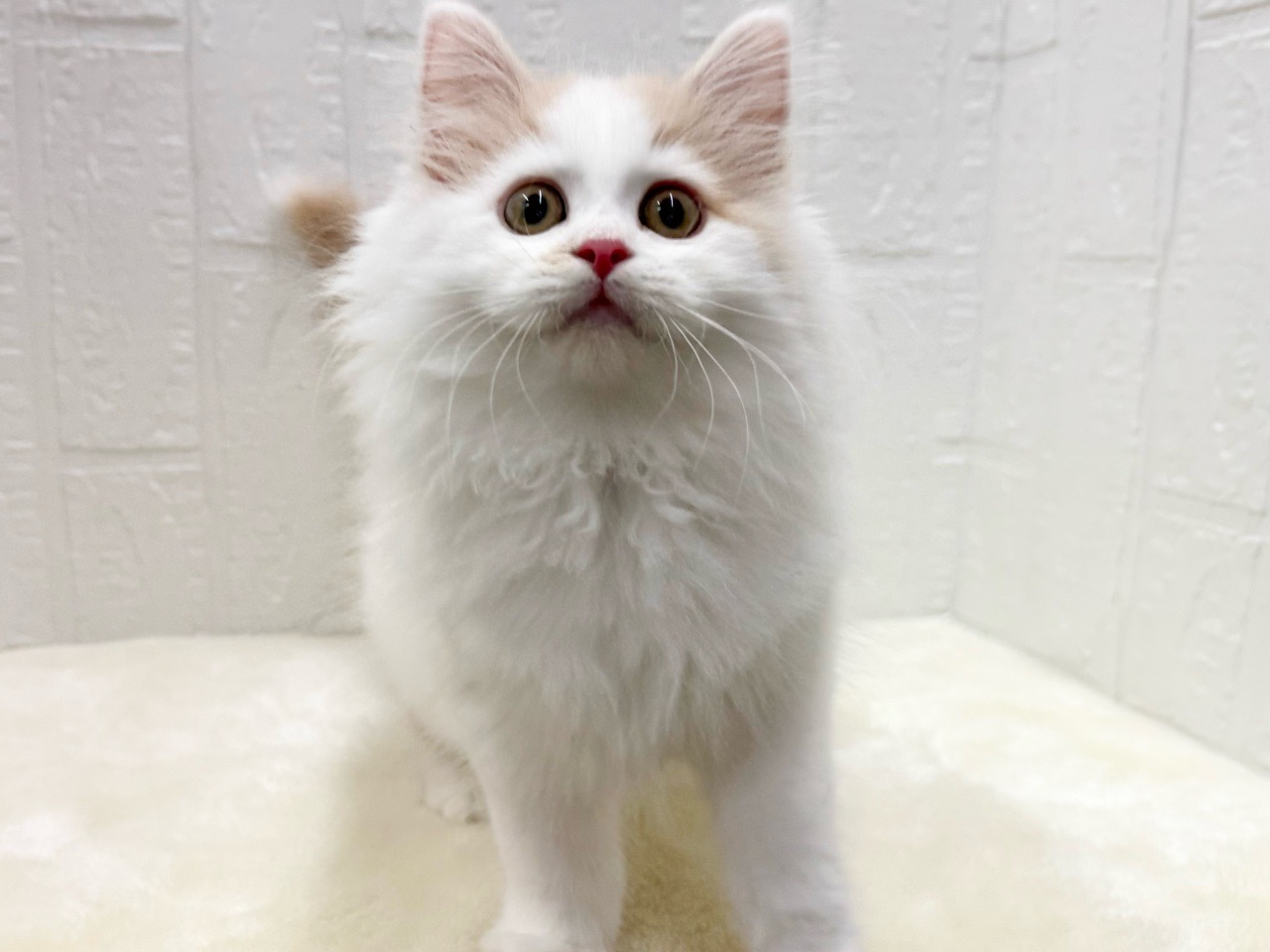 東京都のサイベリアン (かねだい青梅店/2025年10月12日生まれ/男の子/レッドホワイト)の子猫の2枚目の画像