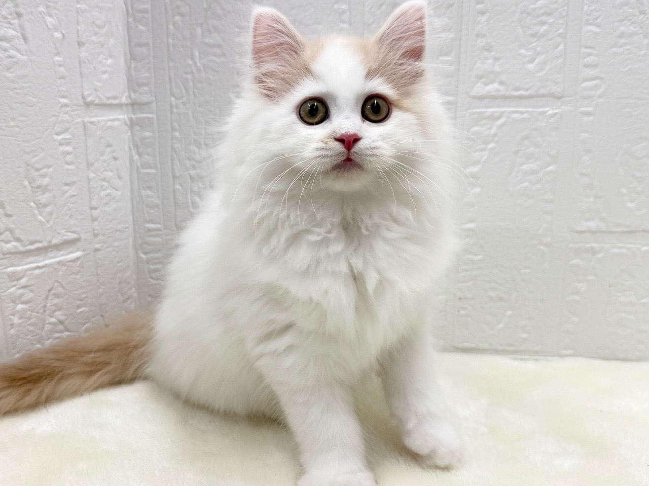 東京都のサイベリアン (かねだい青梅店/2025年10月12日生まれ/男の子/レッドホワイト)の子猫の3枚目の画像