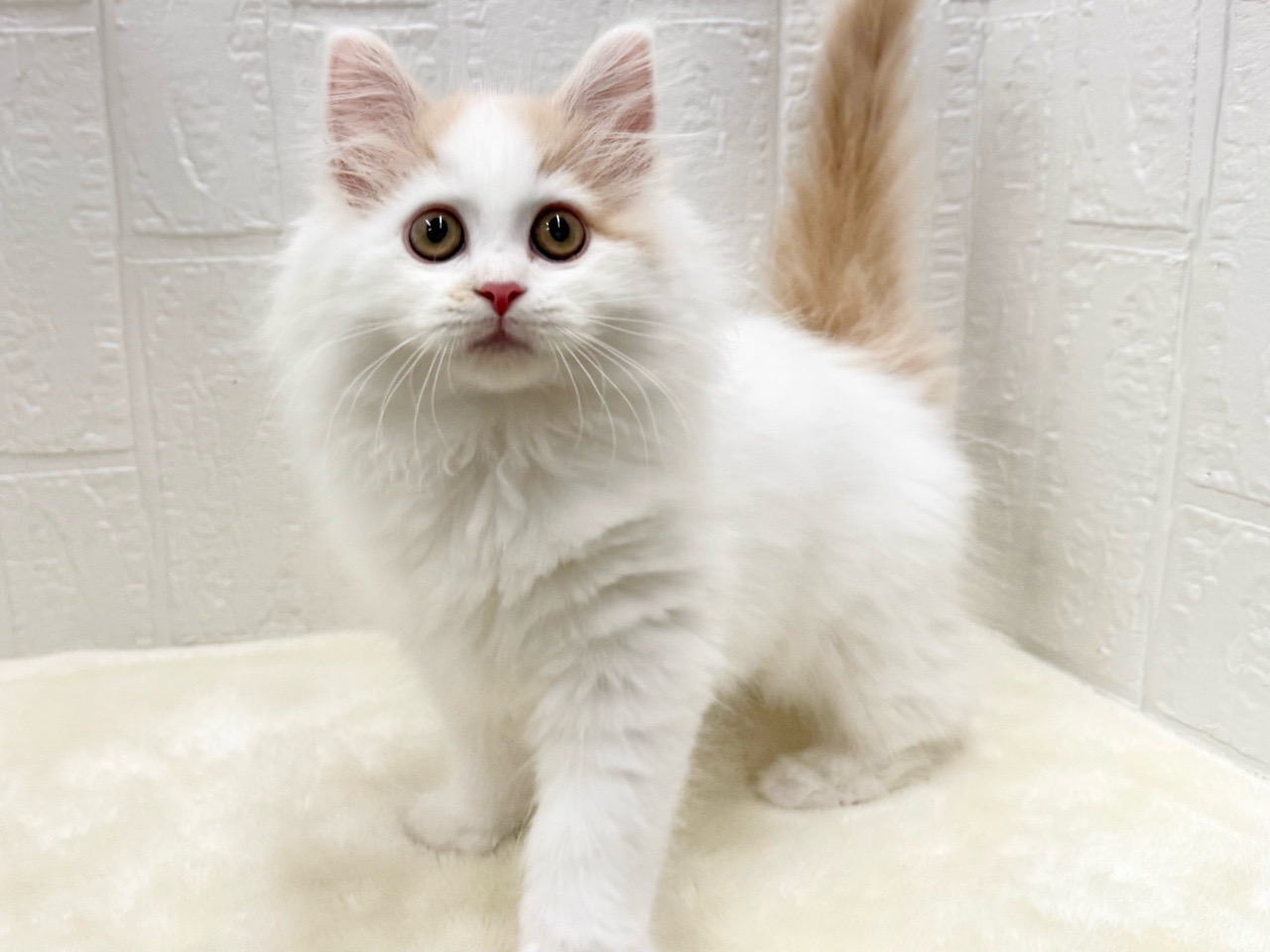 東京都のサイベリアン (かねだい青梅店/2025年10月12日生まれ/男の子/レッドホワイト)の子猫の4枚目の画像