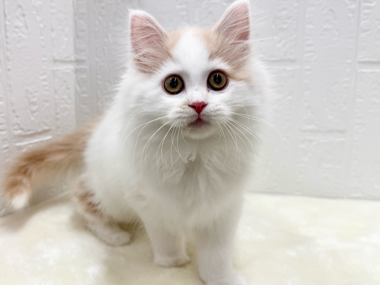 東京都のサイベリアン (かねだい青梅店/2025年10月12日生まれ/男の子/レッドホワイト)の子猫の1枚目の画像