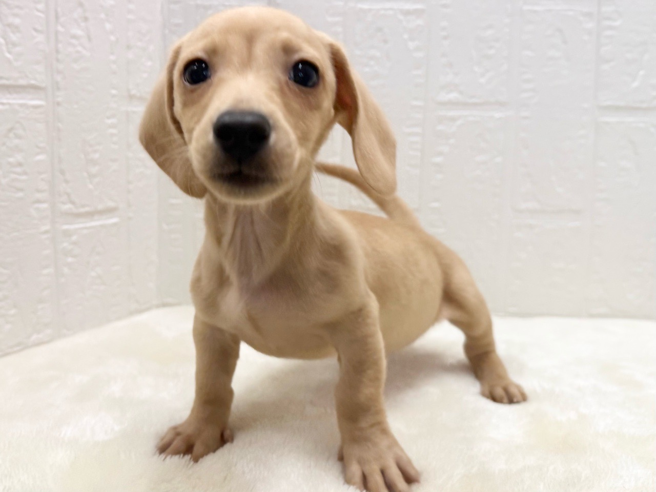 東京都のミニチュアダックスフンド(スムース) (かねだい青梅店/2025年10月21日生まれ/男の子/イエロー)の子犬の1枚目の画像