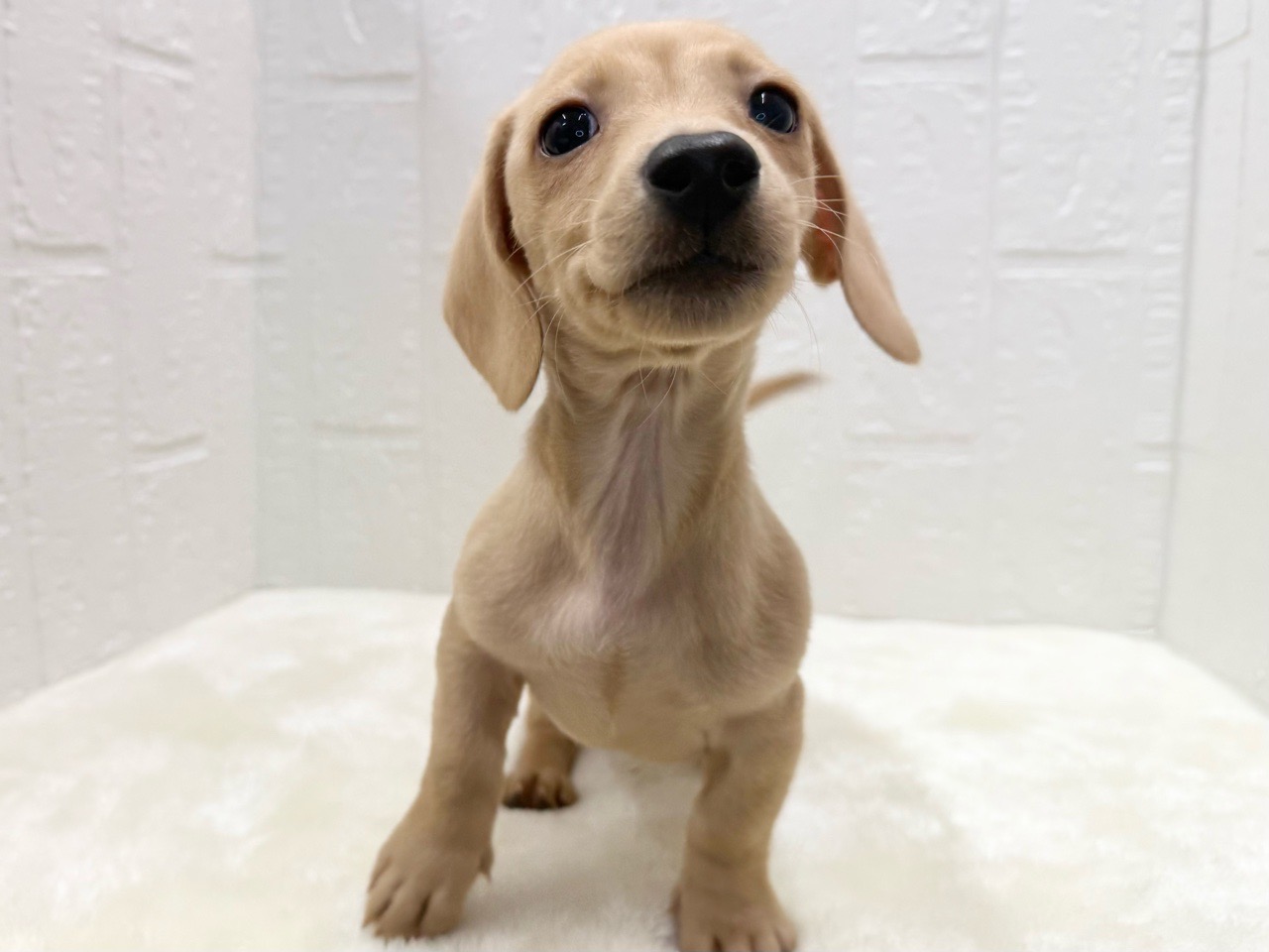 東京都のミニチュアダックスフンド(スムース) (かねだい青梅店/2025年10月21日生まれ/男の子/イエロー)の子犬の2枚目の画像