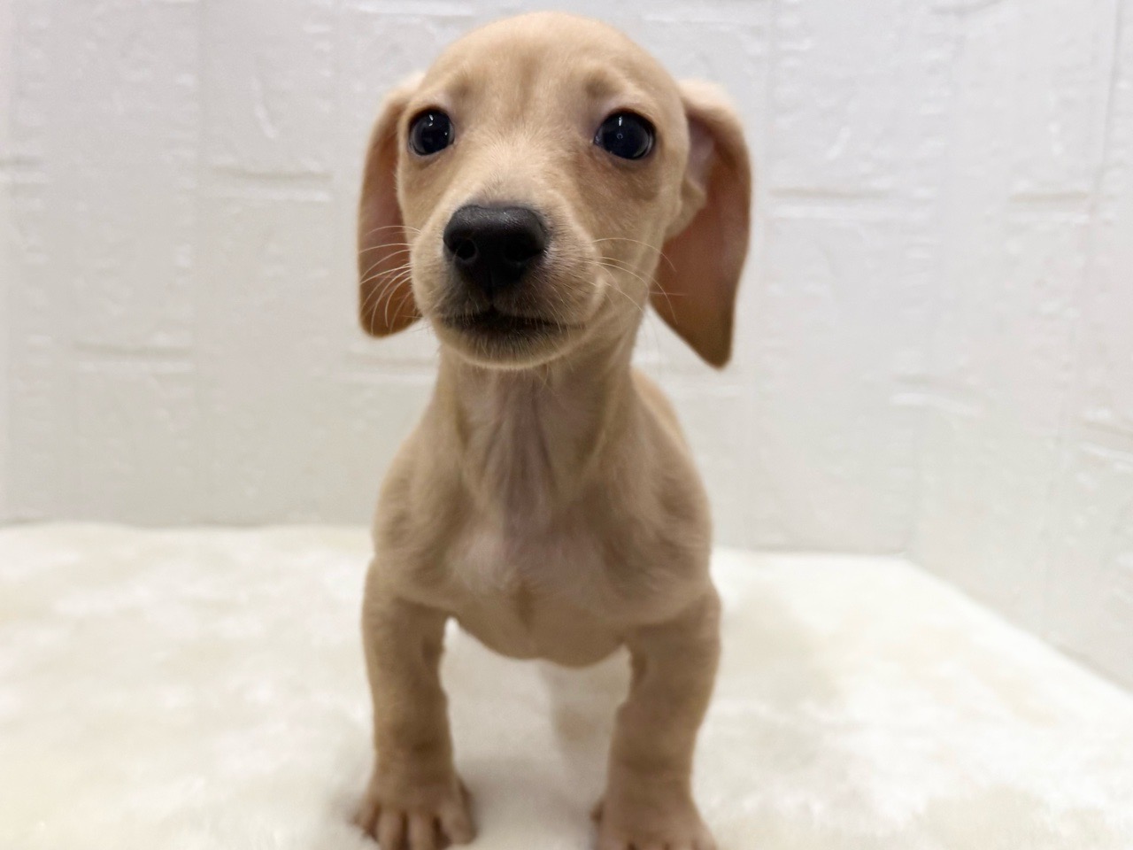 東京都のミニチュアダックスフンド(スムース) (かねだい青梅店/2025年10月21日生まれ/男の子/イエロー)の子犬の3枚目の画像