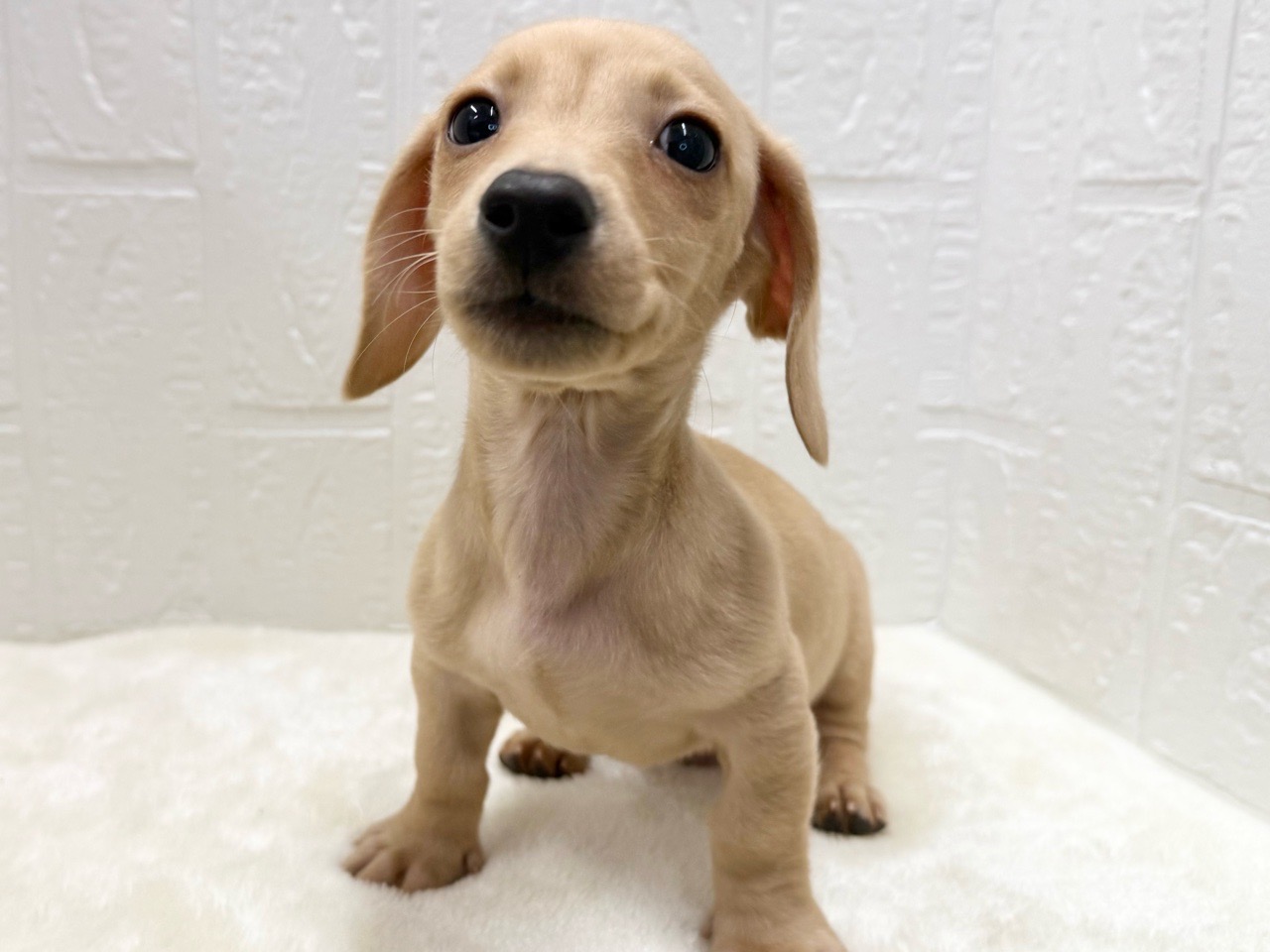 東京都のミニチュアダックスフンド(スムース) (かねだい青梅店/2025年10月21日生まれ/男の子/イエロー)の子犬の4枚目の画像