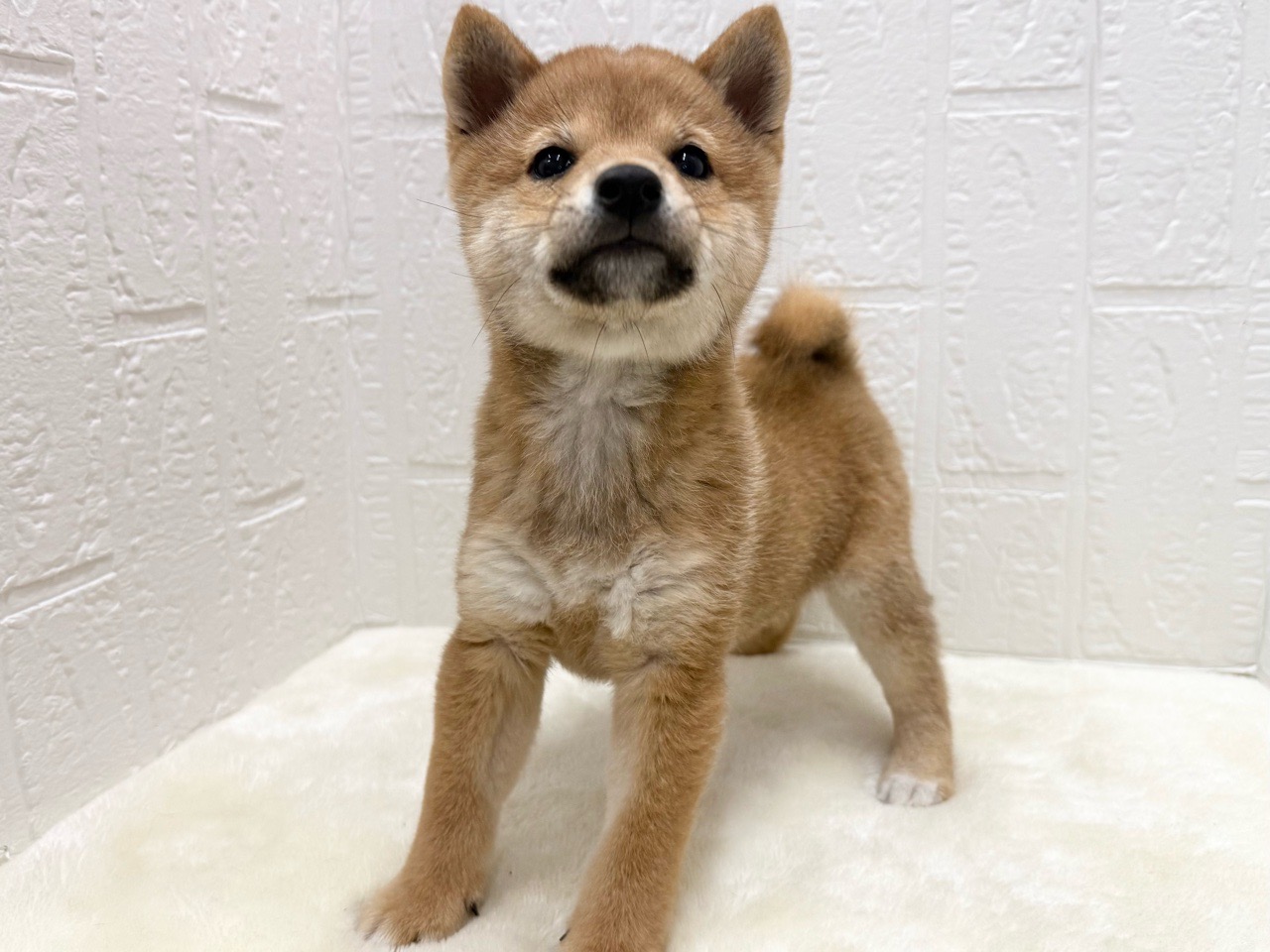 東京都の柴犬(標準サイズ) (かねだい青梅店/2025年10月27日生まれ/男の子/赤)の子犬の2枚目の画像