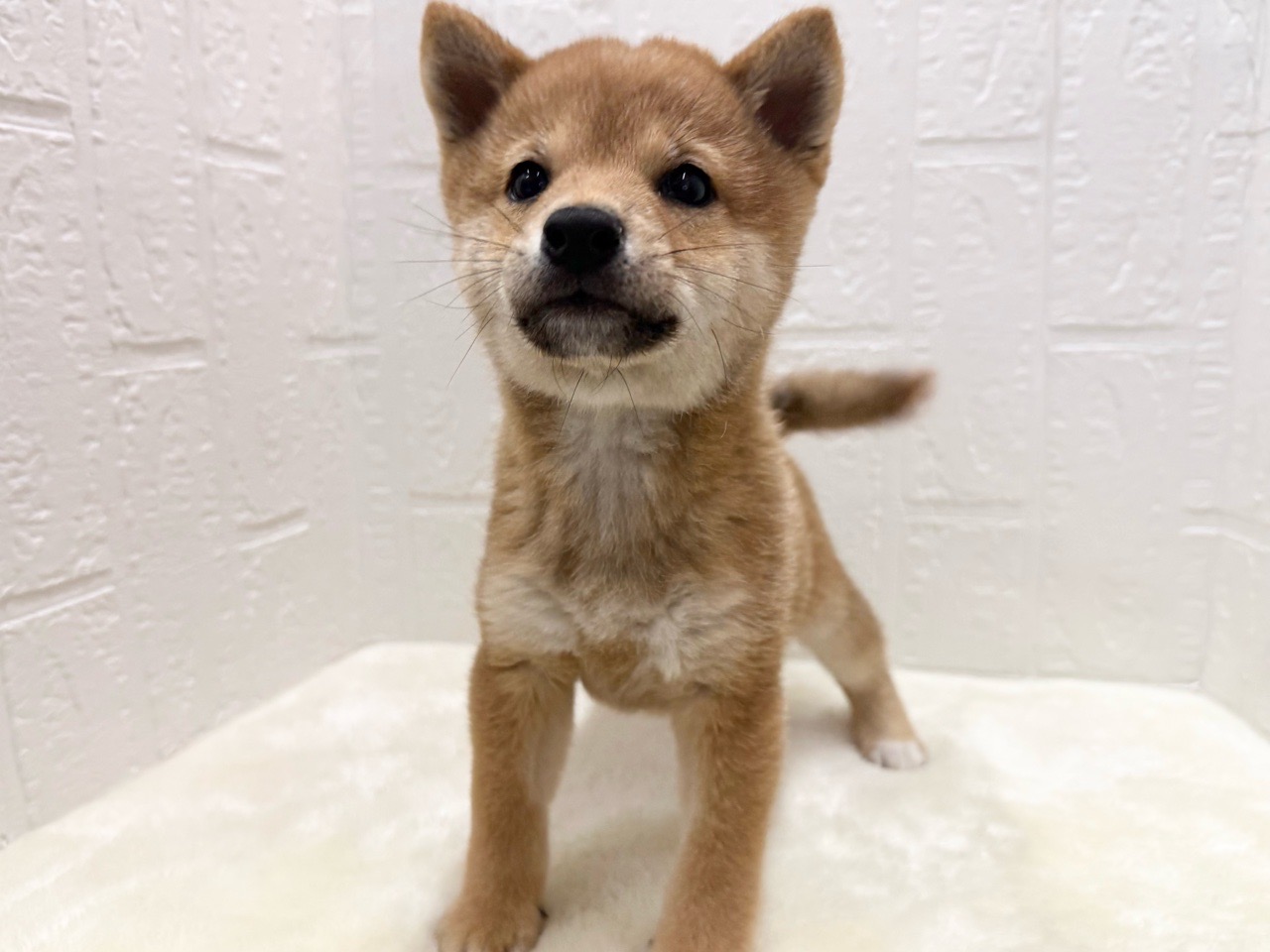 東京都の柴犬(標準サイズ) (かねだい青梅店/2025年10月27日生まれ/男の子/赤)の子犬の3枚目の画像