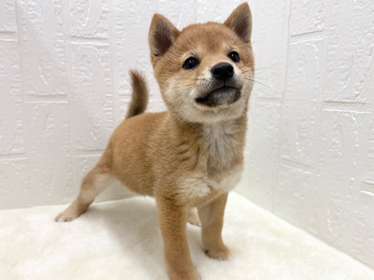 東京都の柴犬(標準サイズ) (かねだい青梅店/2025年10月27日生まれ/男の子/赤)の子犬の4枚目の画像