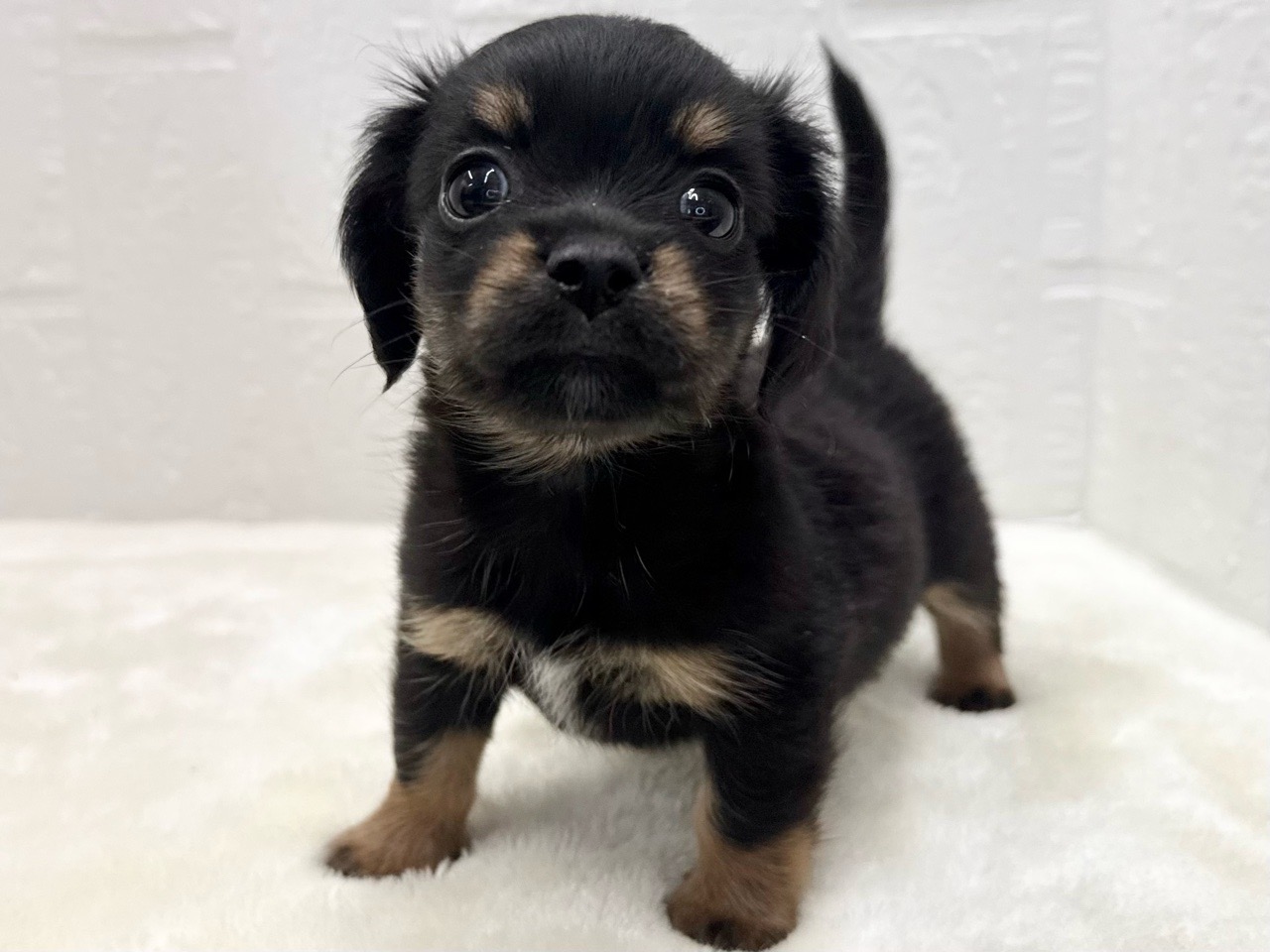 東京都のチワックス(チワワ×ダックス) (かねだい青梅店/2025年11月1日生まれ/女の子/ブラックタンホワイト)の子犬の1枚目の画像