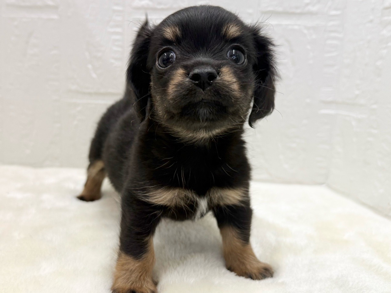 東京都のチワックス(チワワ×ダックス) (かねだい青梅店/2025年11月1日生まれ/女の子/ブラックタンホワイト)の子犬の2枚目の画像