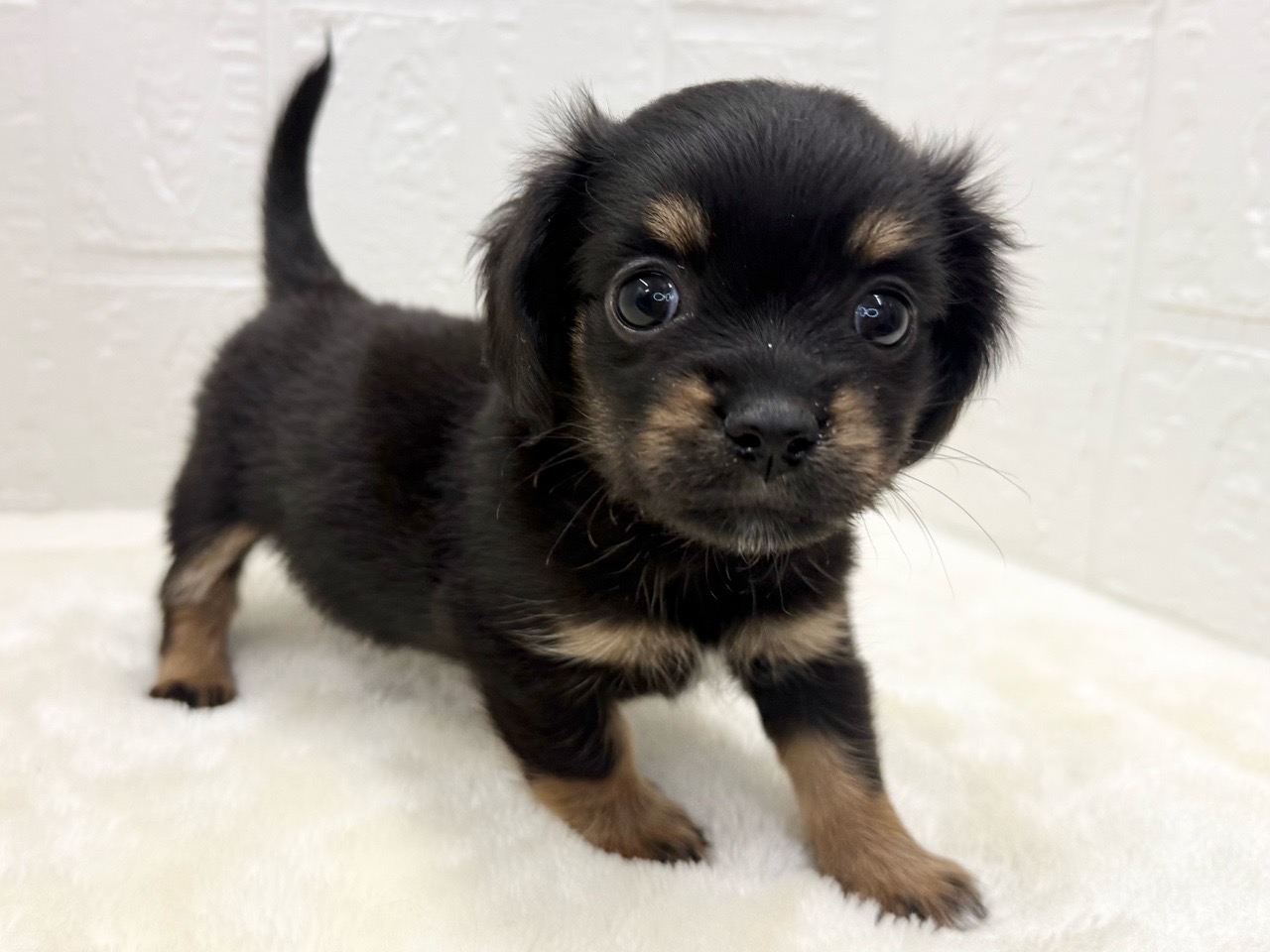 東京都のチワックス(チワワ×ダックス) (かねだい青梅店/2025年11月1日生まれ/女の子/ブラックタンホワイト)の子犬の3枚目の画像