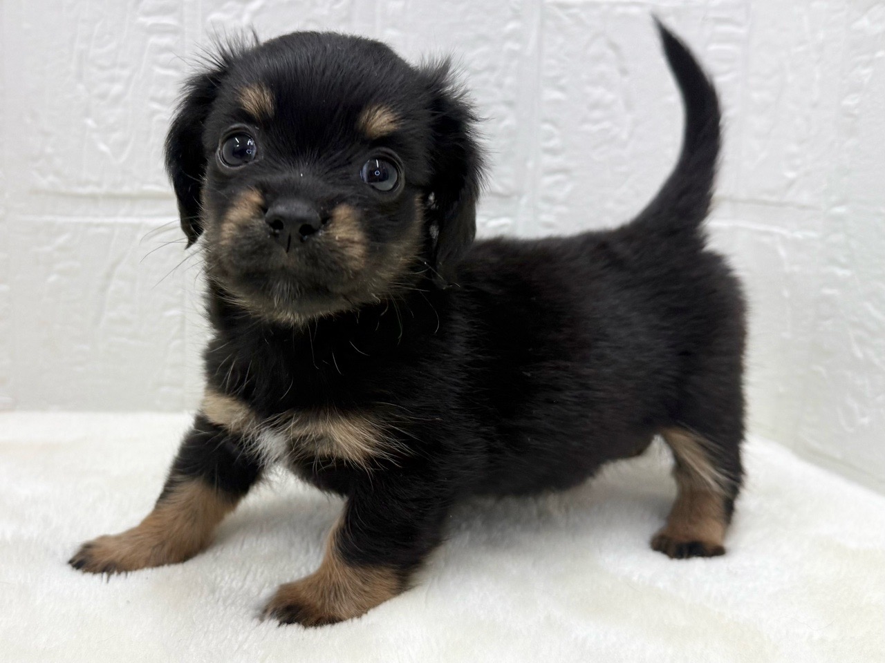 東京都のチワックス(チワワ×ダックス) (かねだい青梅店/2025年11月1日生まれ/女の子/ブラックタンホワイト)の子犬の4枚目の画像