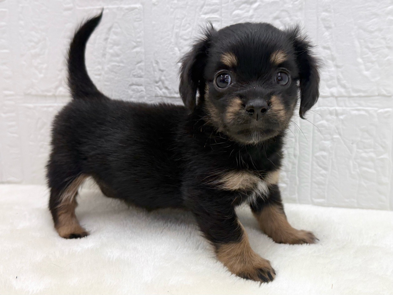 価格の安いチワックス♀（父:チワワ×母:ミニチュア・ダックス）1/7写真