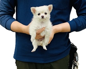 神奈川県のチワワ(ロング) (かねだい伊勢原店/2025年11月10日生まれ/女の子/クリーム)の子犬