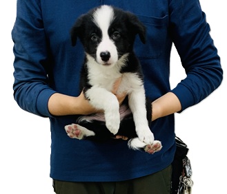 神奈川県のボーダーコリー (かねだい伊勢原店/2025年11月11日生まれ/男の子/ブラックホワイト)の子犬