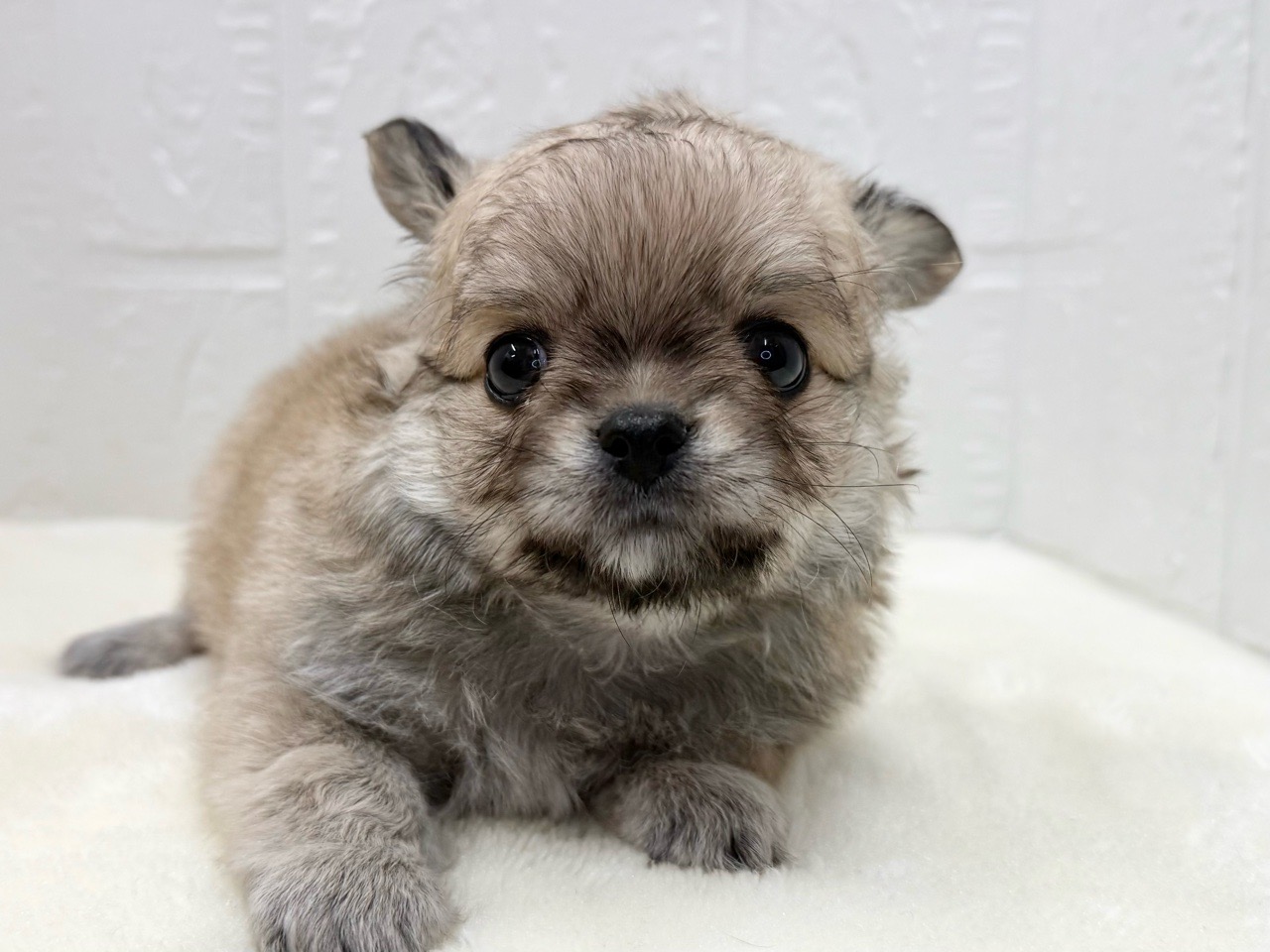東京都のチワワ(ロング) (かねだい青梅店/2025年11月9日生まれ/男の子/フォーンホワイト)の子犬の2枚目の画像