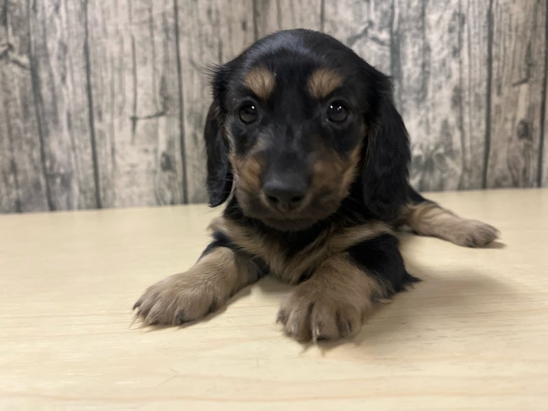 埼玉県のミニチュアダックスフンド(ロング) (かねだいアクアパーク店/2025年11月9日生まれ/女の子/ブラックタン)の子犬