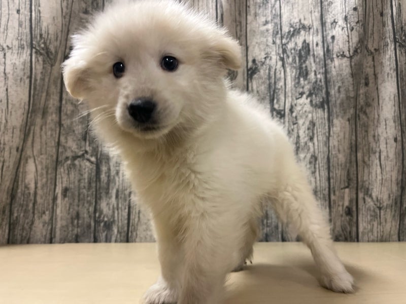 埼玉県のハーフ犬・ミックス犬 (かねだいアクアパーク店/2025年10月28日生まれ/女の子/クリーム)の子犬