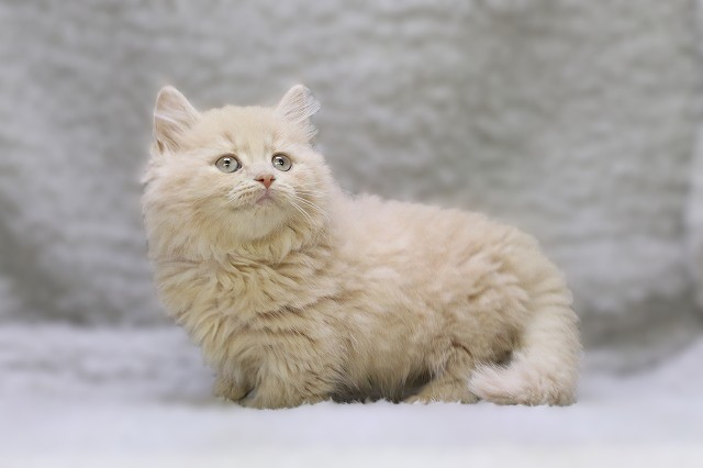 埼玉県のマンチカン (かねだい草加店/2025年11月7日生まれ/男の子/クリーム)の子猫の1枚目の画像