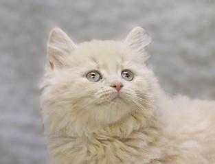 埼玉県のマンチカン (かねだい草加店/2025年11月7日生まれ/男の子/クリーム)の子猫の2枚目の画像