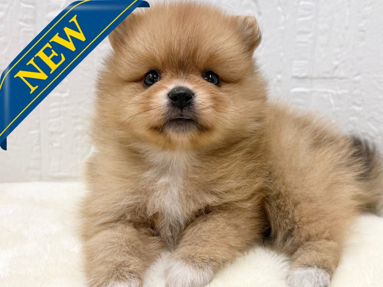 東京都のポメラニアン (かねだい青梅店/2025年11月10日生まれ/女の子/オレンジセーブルホワイト)の子犬の1枚目の画像