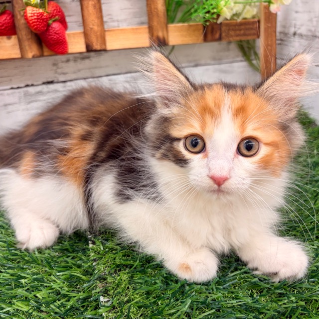 埼玉県のハーフ猫・ミックス猫 (かねだい所沢店/2025年11月1日生まれ/女の子/キャリコ)の子猫の2枚目の画像