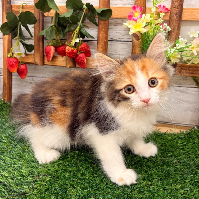 埼玉県のハーフ猫・ミックス猫 (かねだい所沢店/2025年11月1日生まれ/女の子/キャリコ)の子猫の3枚目の画像