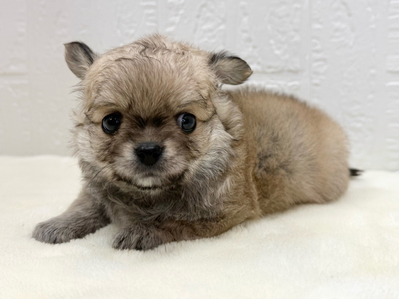東京都のチワワ(ロング) (かねだい青梅店/2025年11月9日生まれ/男の子/フォーンホワイト)の子犬の4枚目の画像