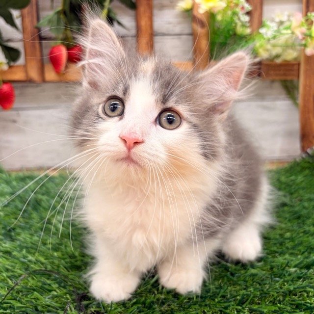 埼玉県のハーフ猫・ミックス猫 (かねだい所沢店/2025年11月1日生まれ/女の子/ダイリュートキャリコ)の子猫の2枚目の画像