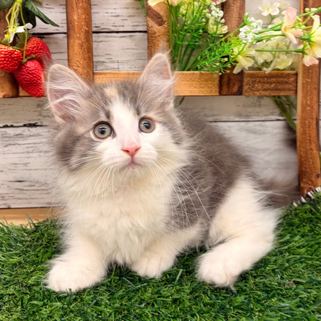 埼玉県のハーフ猫・ミックス猫 (かねだい所沢店/2025年11月1日生まれ/女の子/ダイリュートキャリコ)の子猫の3枚目の画像