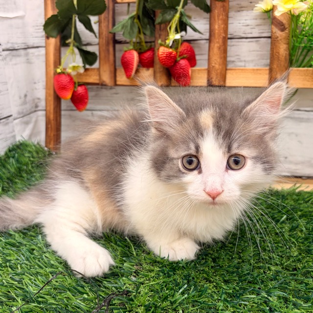 埼玉県のハーフ猫・ミックス猫 (かねだい所沢店/2025年11月1日生まれ/女の子/ダイリュートキャリコ)の子猫の4枚目の画像