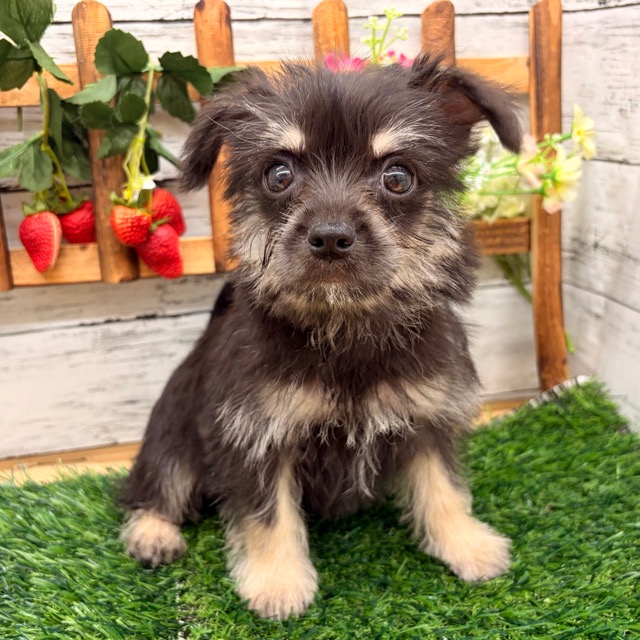 埼玉県のダップー(ダックス×プードル) (かねだい所沢店/2025年11月1日生まれ/女の子/ブラックタンホワイト)の子犬の1枚目の画像